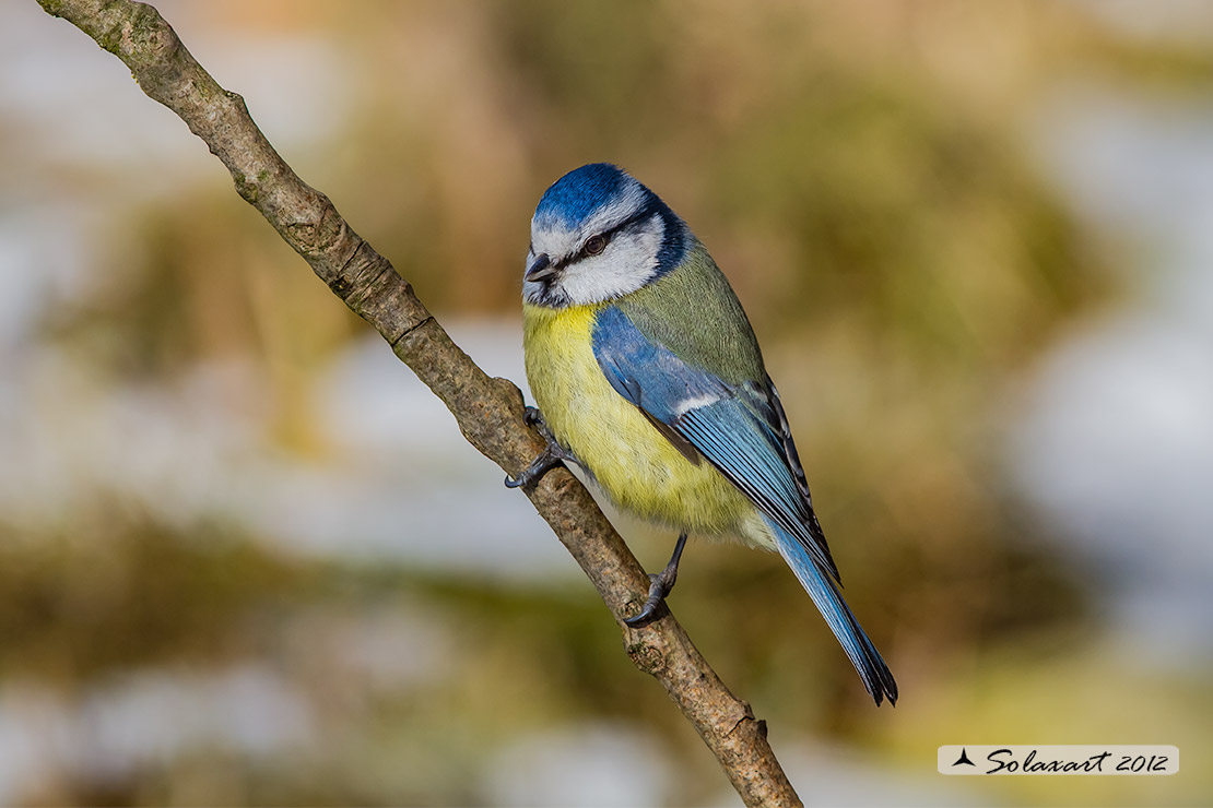 Cinciarella (Cyanistes caeruleus)