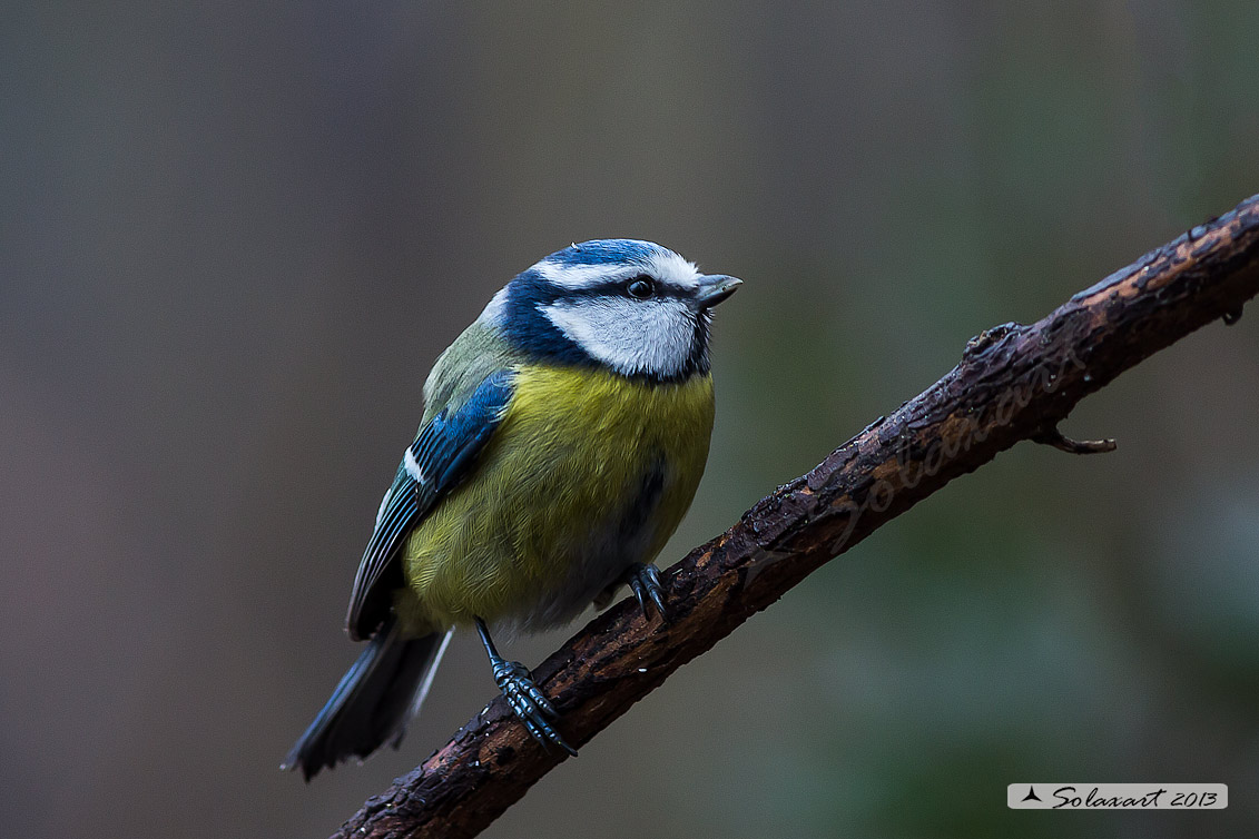 Cyanistes caeruleus; Cinciarella; Blue Tit