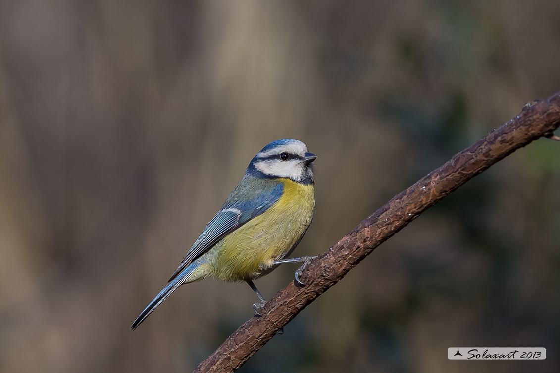 Cyanistes caeruleus - Cinciarella - Blue Tit