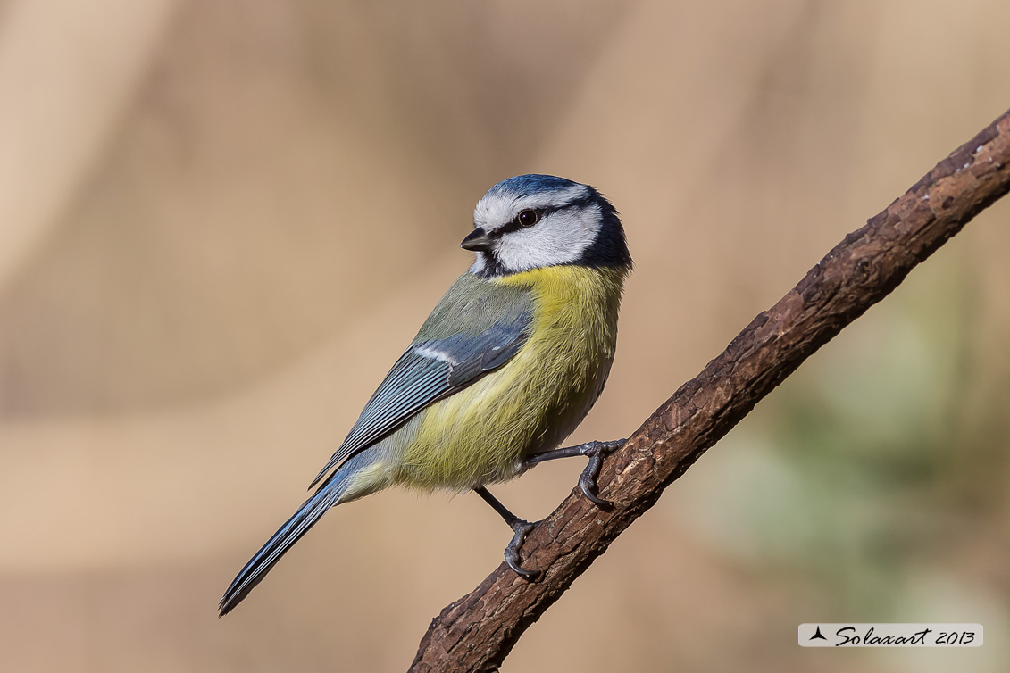 Cyanistes caeruleus - Cinciarella - Blue Tit