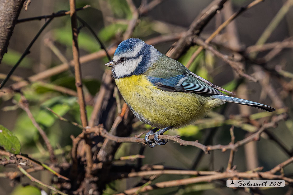 Cyanistes caeruleus - Cinciarella - Blue Tit