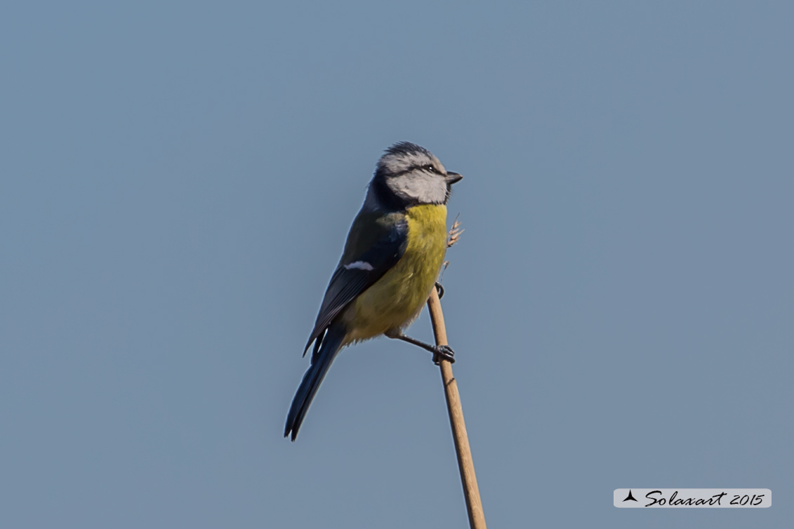 Cyanistes caeruleus - Cinciarella - Blue Tit