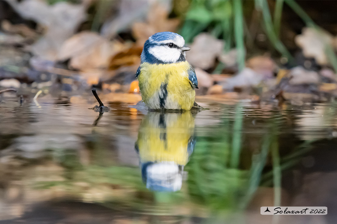 Cyanistes caeruleus - Cinciarella - Blue Tit