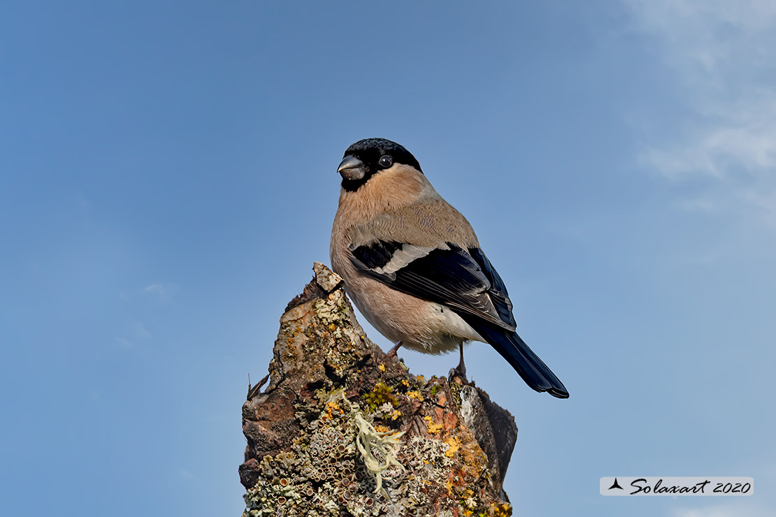 Pyrrhula pyrrhula - Ciuffolotto - Bullfinch