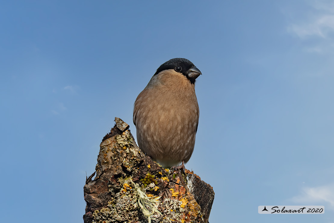 Pyrrhula pyrrhula - Ciuffolotto - Bullfinch