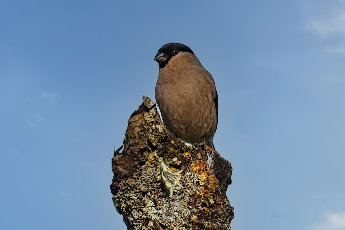 Pyrrhula pyrrhula - Ciuffolotto - Bullfinch