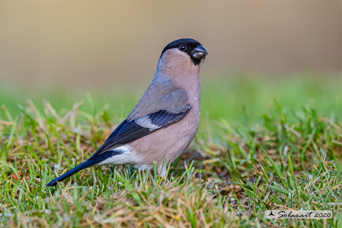 Pyrrhula pyrrhula - Ciuffolotto - Bullfinch