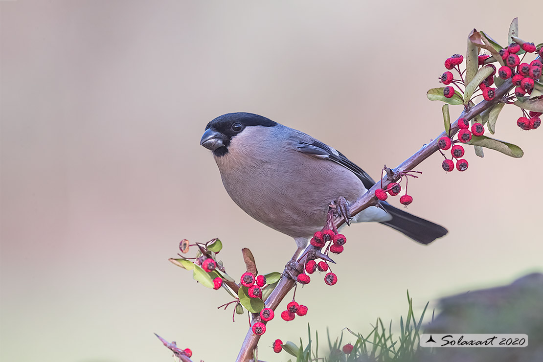 Pyrrhula pyrrhula - Ciuffolotto - Bullfinch