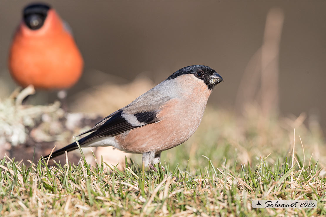 Pyrrhula pyrrhula - Ciuffolotto - Bullfinch