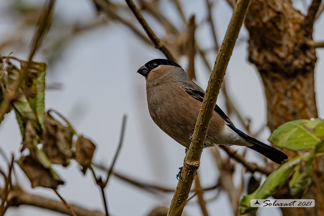 Pyrrhula pyrrhula - Ciuffolotto - Bullfinch