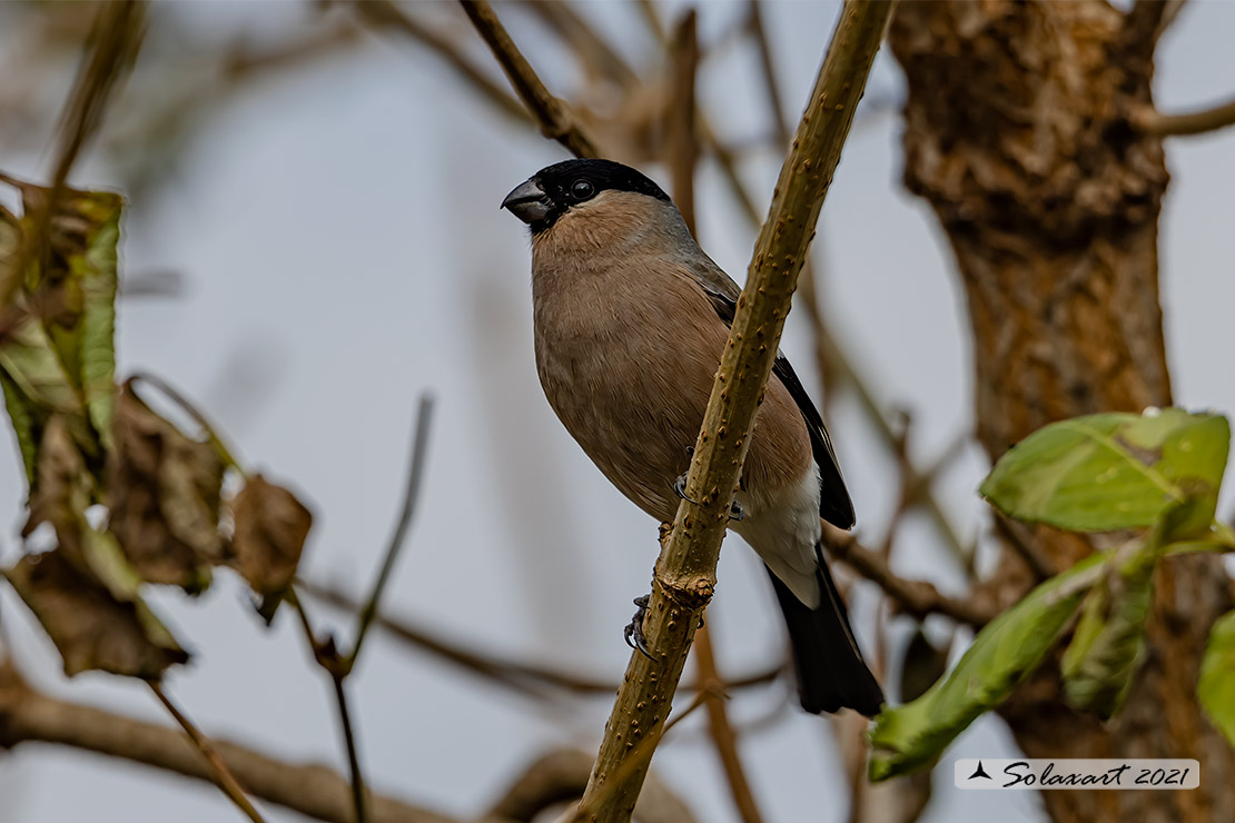 Pyrrhula pyrrhula - Ciuffolotto - Bullfinch