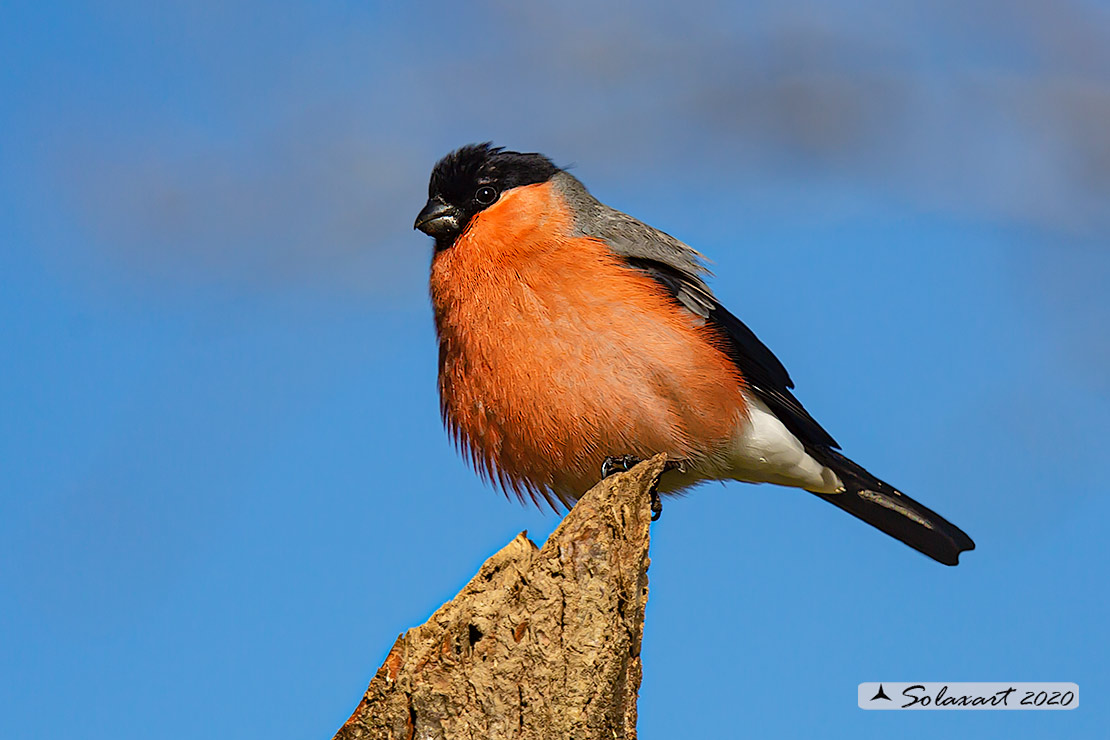 Pyrrhula pyrrhula - Ciuffolotto - Bullfinch