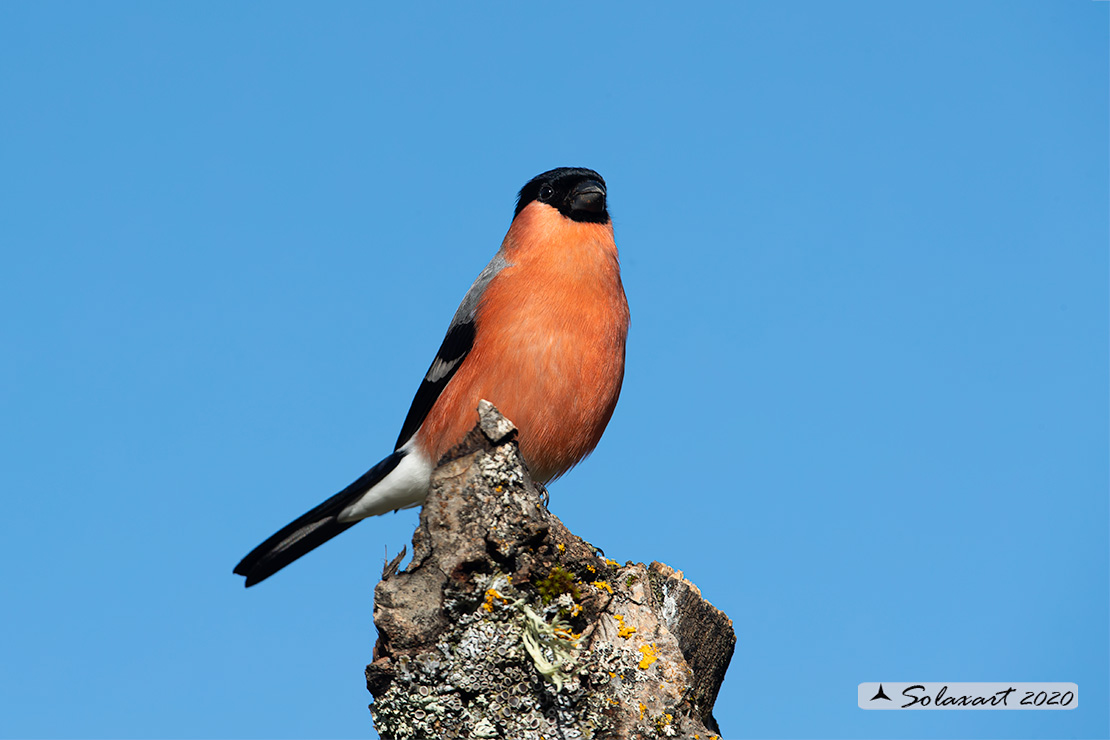 Pyrrhula pyrrhula - Ciuffolotto - Bullfinch