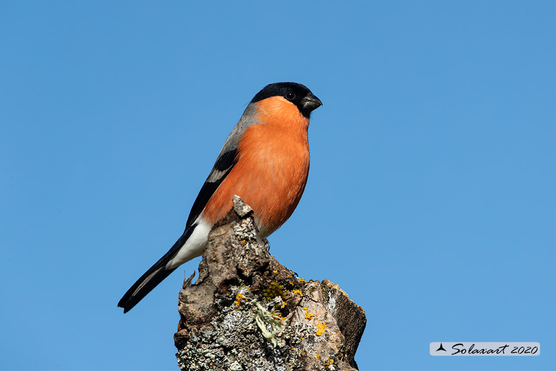 Pyrrhula pyrrhula - Ciuffolotto - Bullfinch