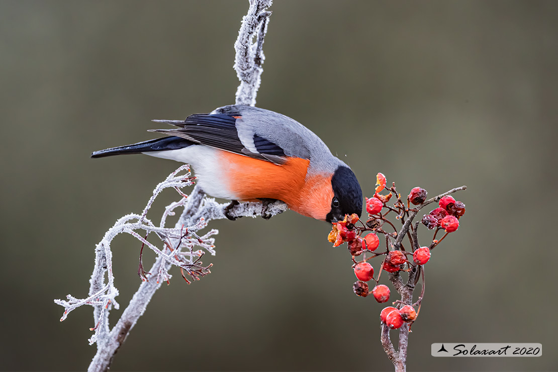 Pyrrhula pyrrhula - Ciuffolotto - Bullfinch