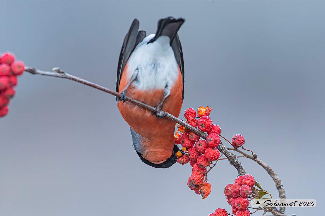 Pyrrhula pyrrhula - Ciuffolotto - Bullfinch