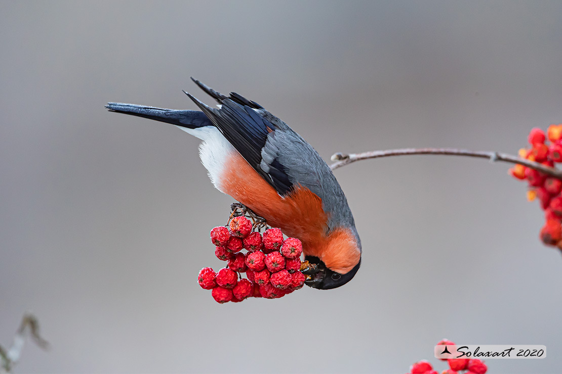 Pyrrhula pyrrhula - Ciuffolotto - Bullfinch