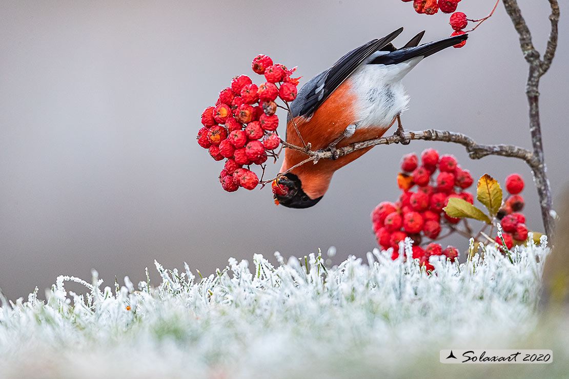 Pyrrhula pyrrhula - Ciuffolotto - Bullfinch