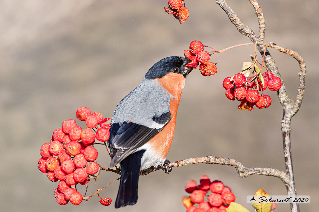 Pyrrhula pyrrhula - Ciuffolotto - Bullfinch