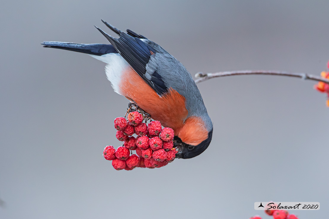 Pyrrhula pyrrhula - Ciuffolotto - Bullfinch