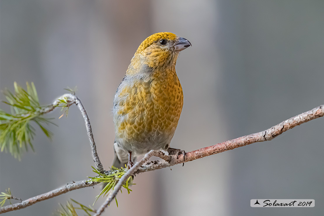 Pinicola enucleator - Ciuffolotto delle pinete - Pine grosbeak