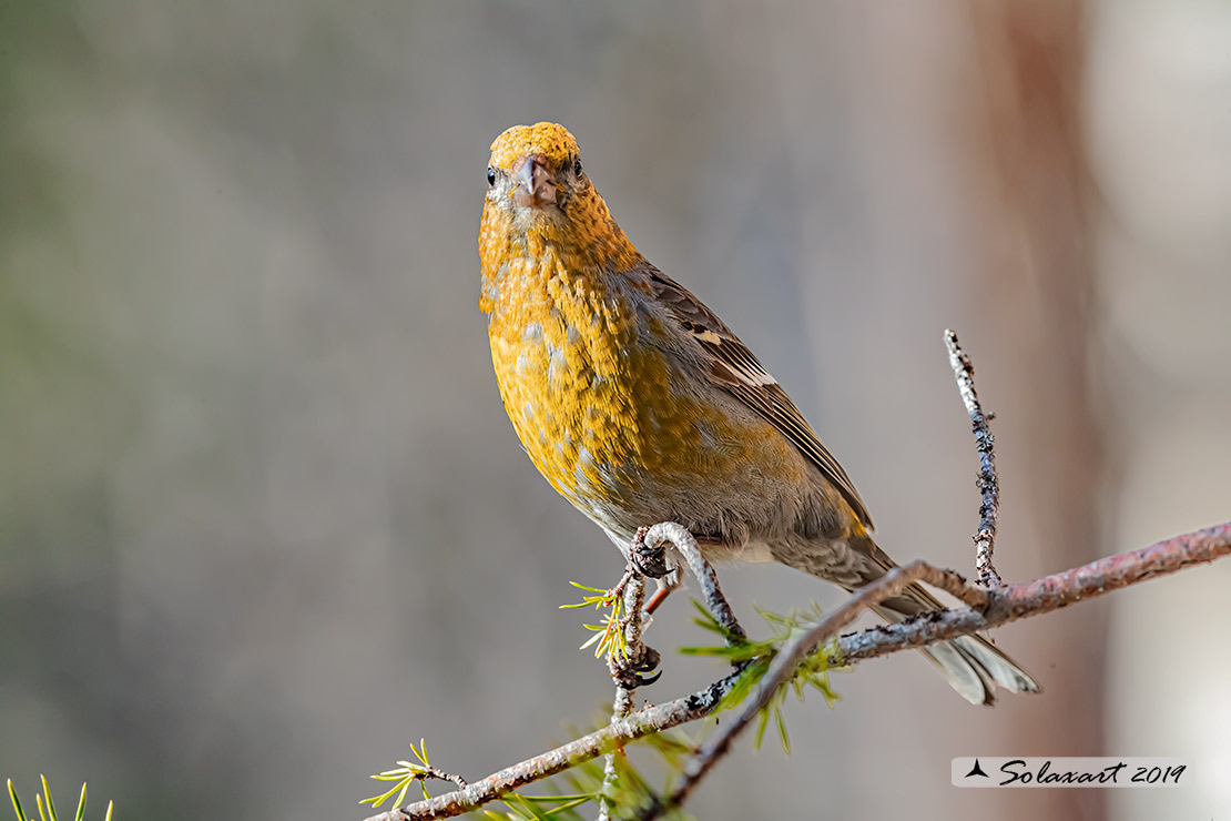 Pinicola enucleator - Ciuffolotto delle pinete - Pine grosbeak