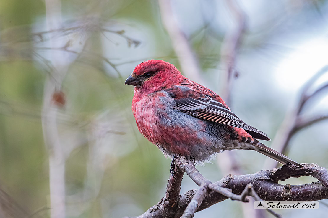 Pinicola enucleator - Ciuffolotto delle pinete - Pine grosbeak