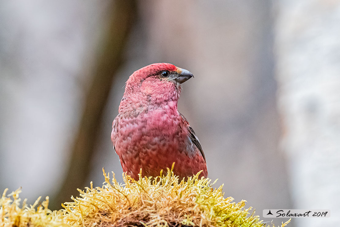 Pinicola enucleator - Ciuffolotto delle pinete - Pine grosbeak
