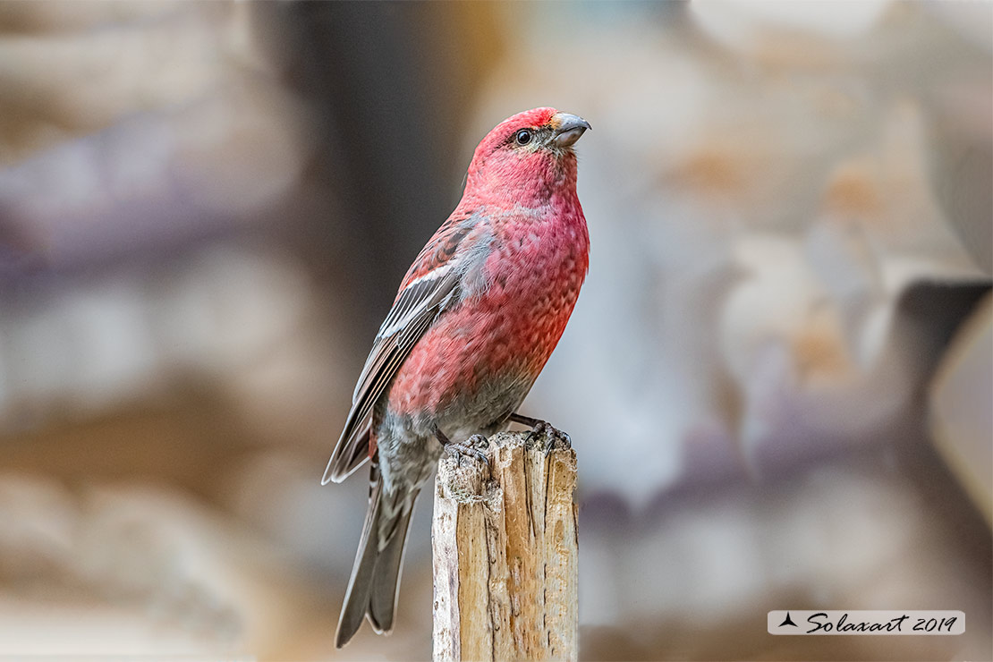 Pinicola enucleator - Ciuffolotto delle pinete - Pine grosbeak