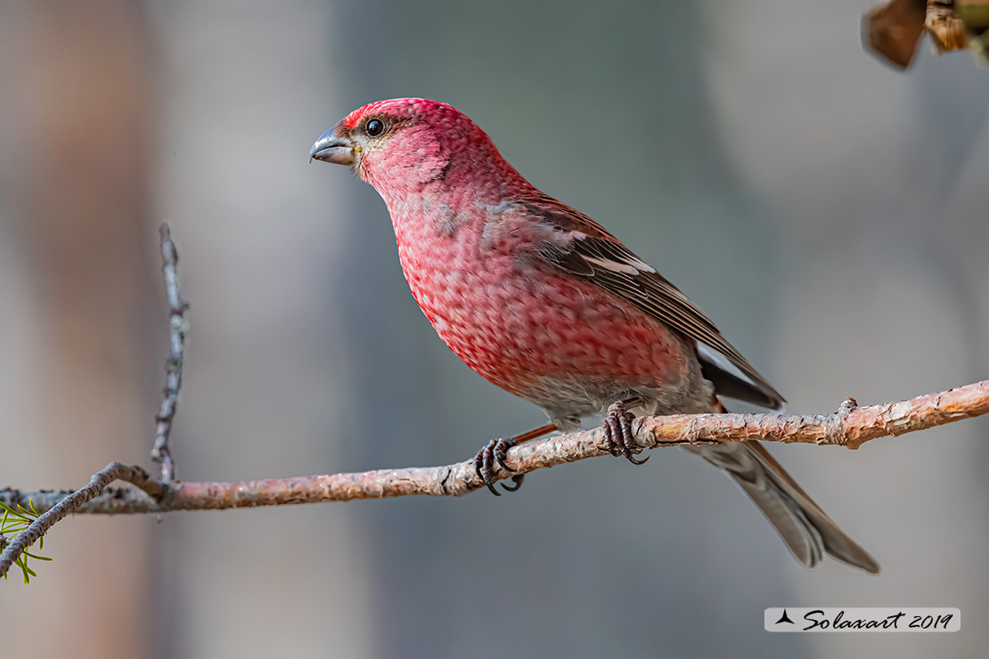 Pinicola enucleator - Ciuffolotto delle pinete - Pine grosbeak