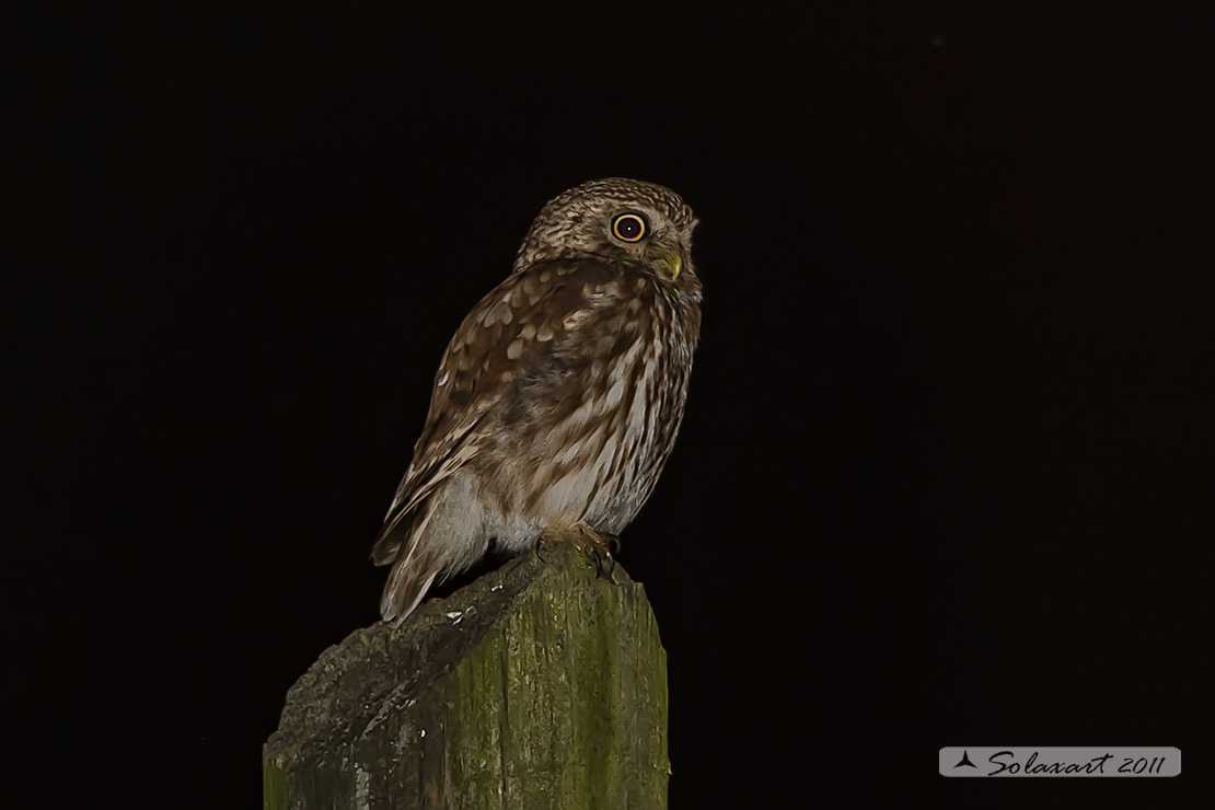 Athene noctua: Civetta - Little Owl