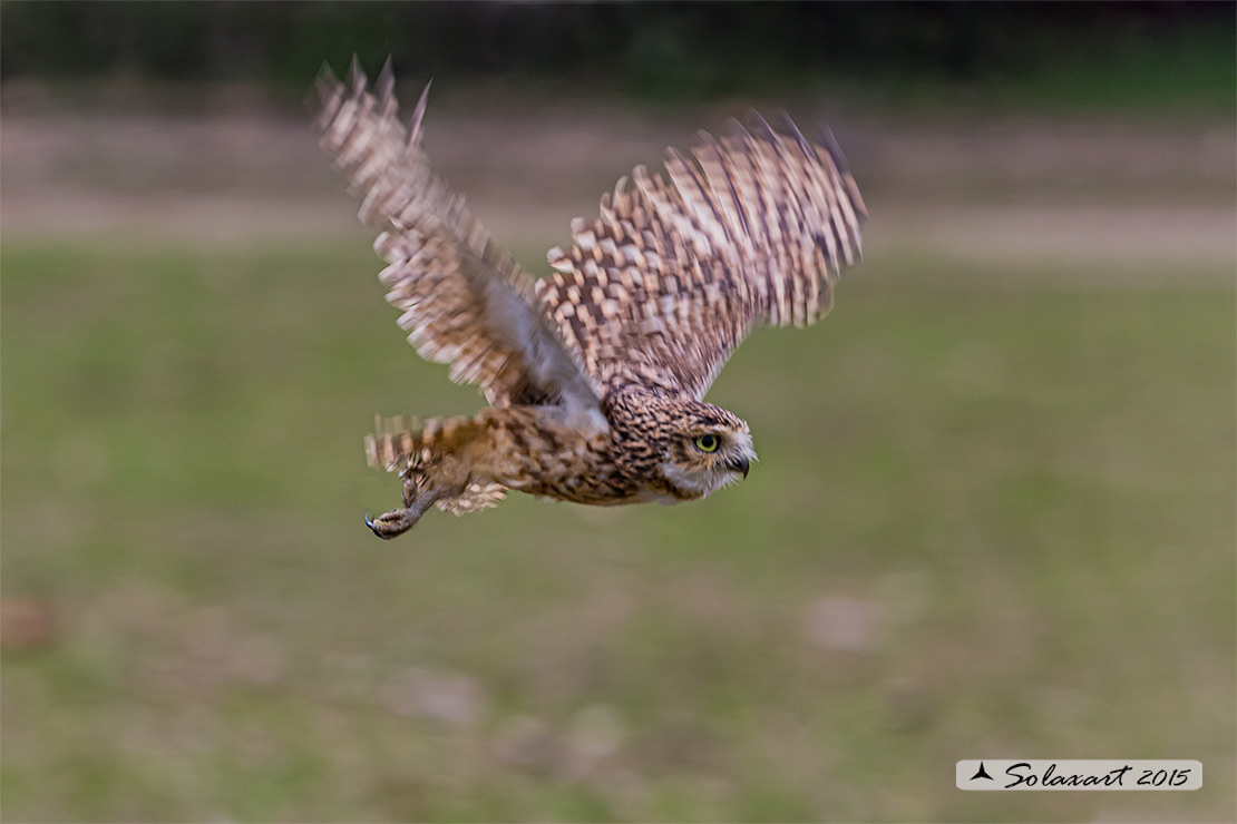 Athene noctua: Civetta - Little Owl
