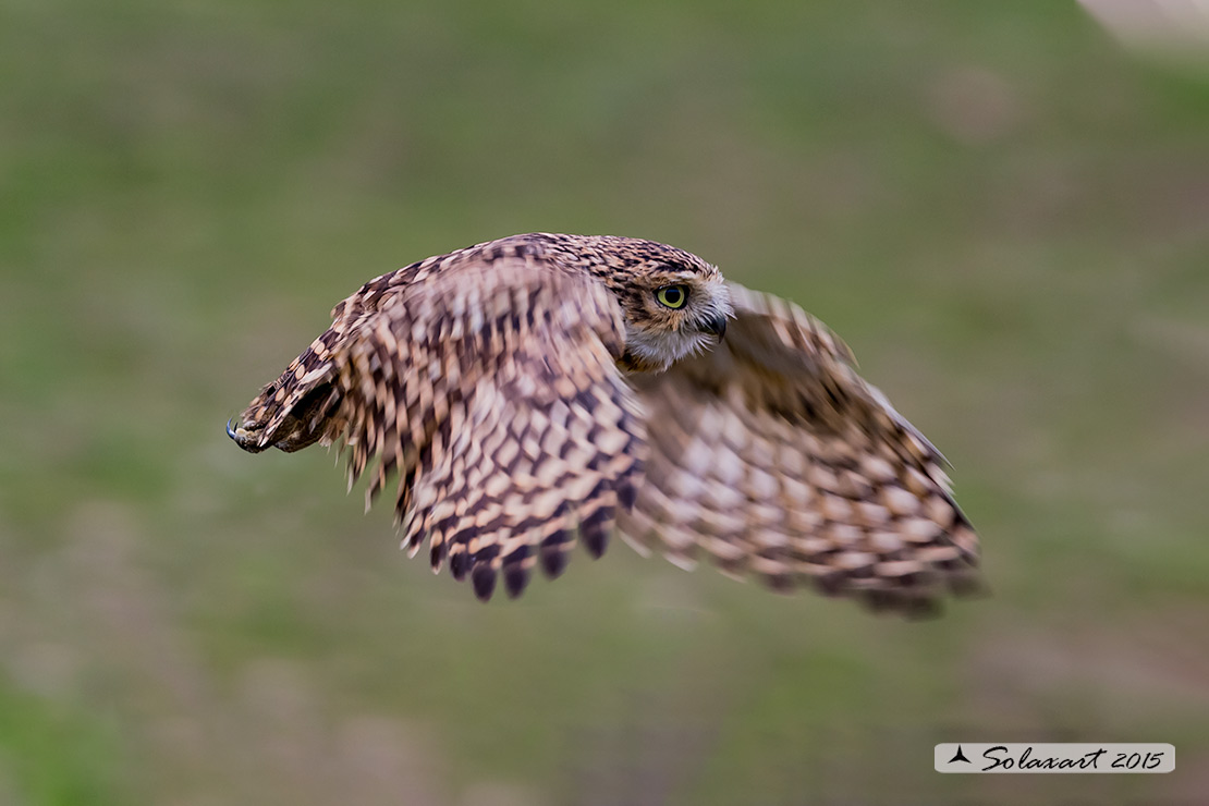 Athene noctua: Civetta - Little Owl