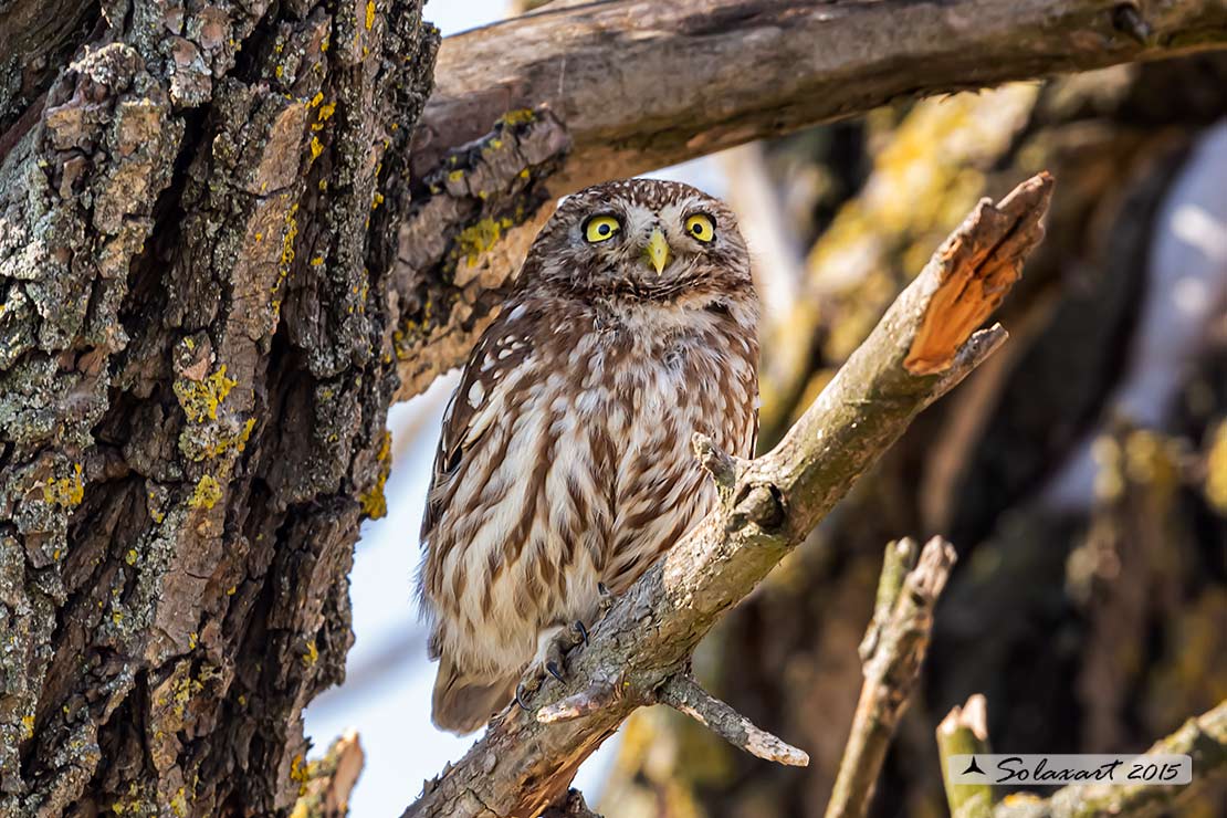 Athene noctua: Civetta - Little Owl