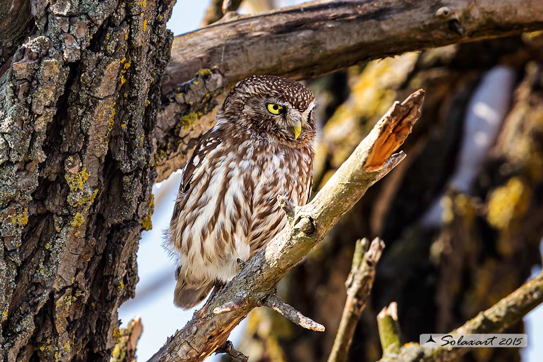 Athene noctua: Civetta - Little Owl