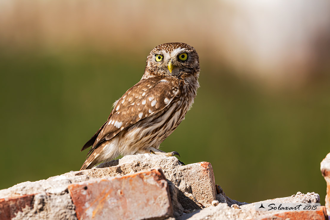 Athene noctua: Civetta - Little Owl