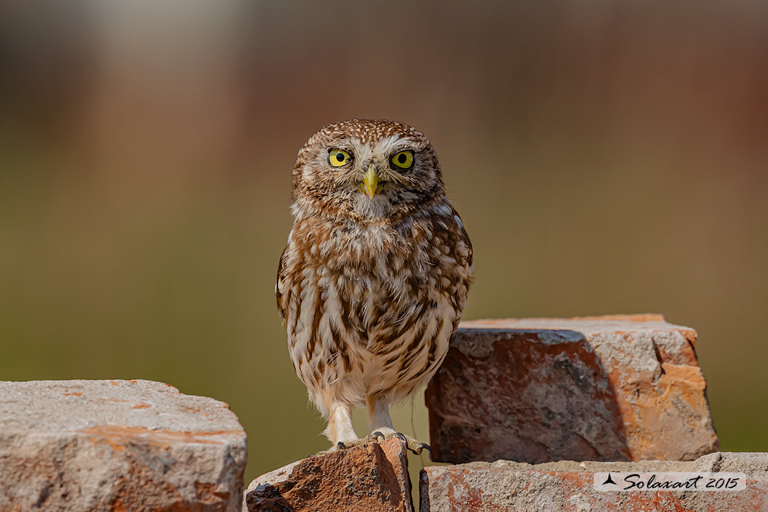 Athene noctua: Civetta - Little Owl