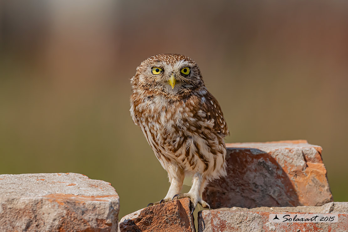 Athene noctua: Civetta - Little Owl