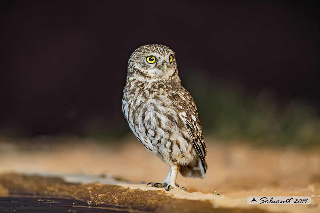 Athene noctua: Civetta - Little Owl