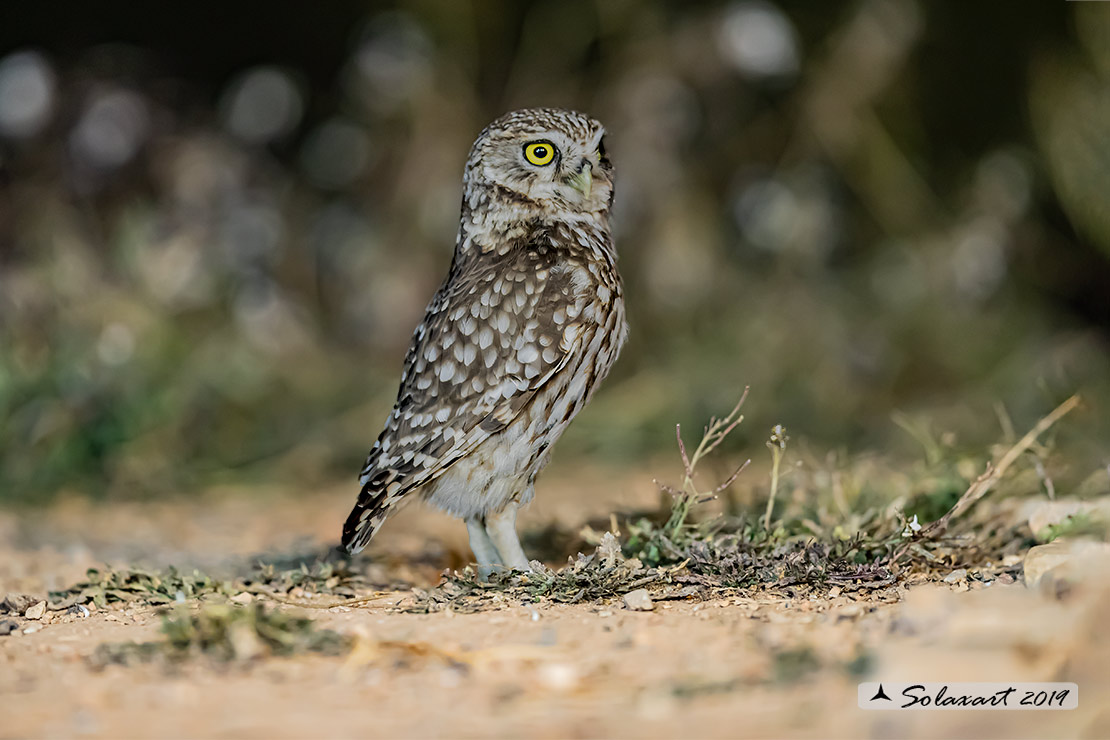 Athene noctua: Civetta - Little Owl