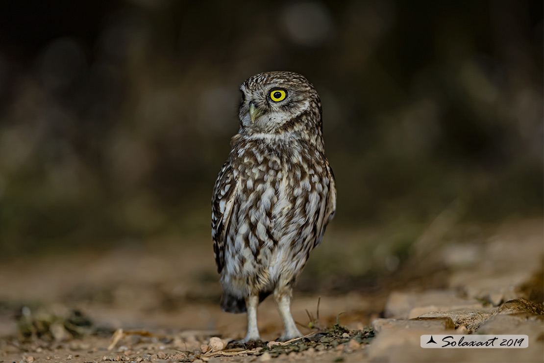 Athene noctua: Civetta - Little Owl