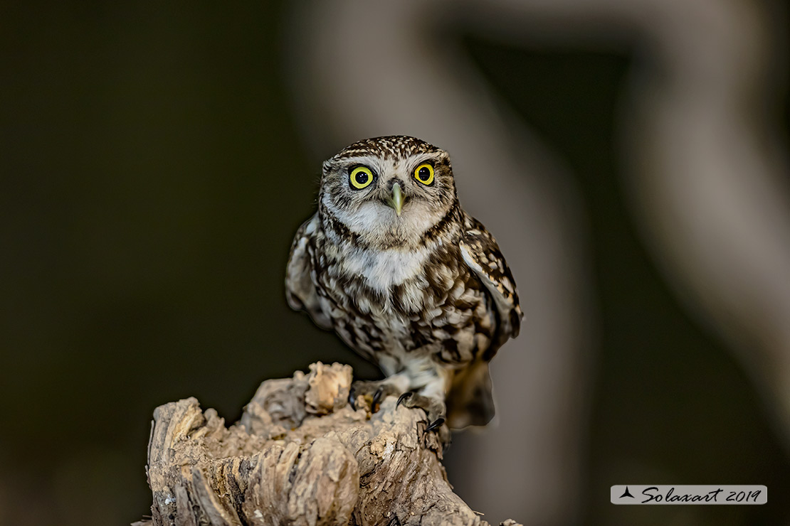 Athene noctua: Civetta - Little Owl