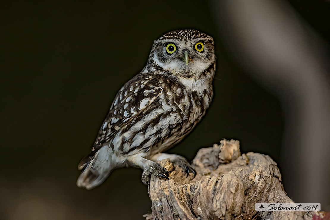 Athene noctua: Civetta - Little Owl