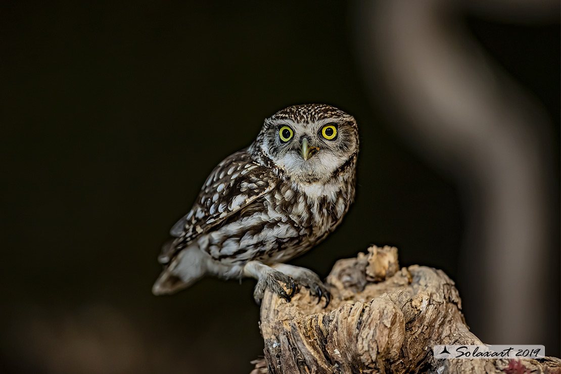 Athene noctua: Civetta - Little Owl