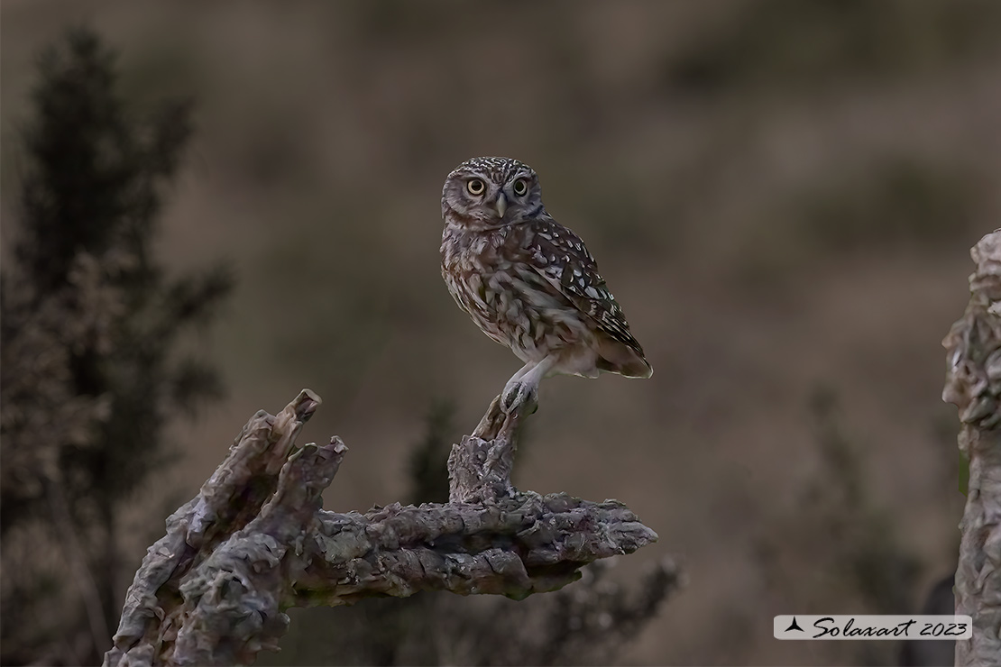 Athene noctua: Civetta - Little Owl