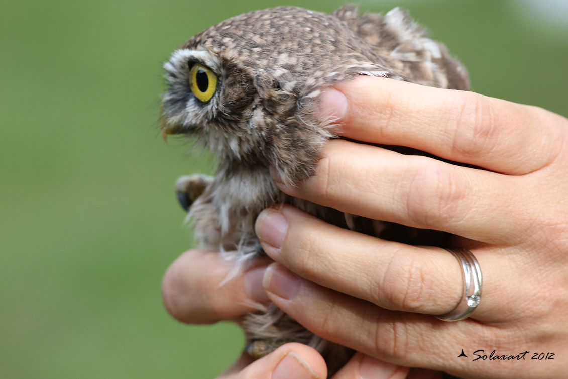 Athene noctua: Civetta - Little Owl