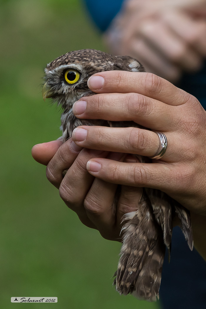 Civetta (Athene noctua) in fase di liberazione dopo la cura di una ferita.