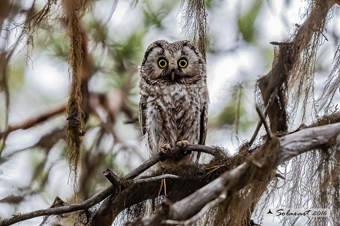 Aegolius funereus - Civetta capogrosso - Boreal owl