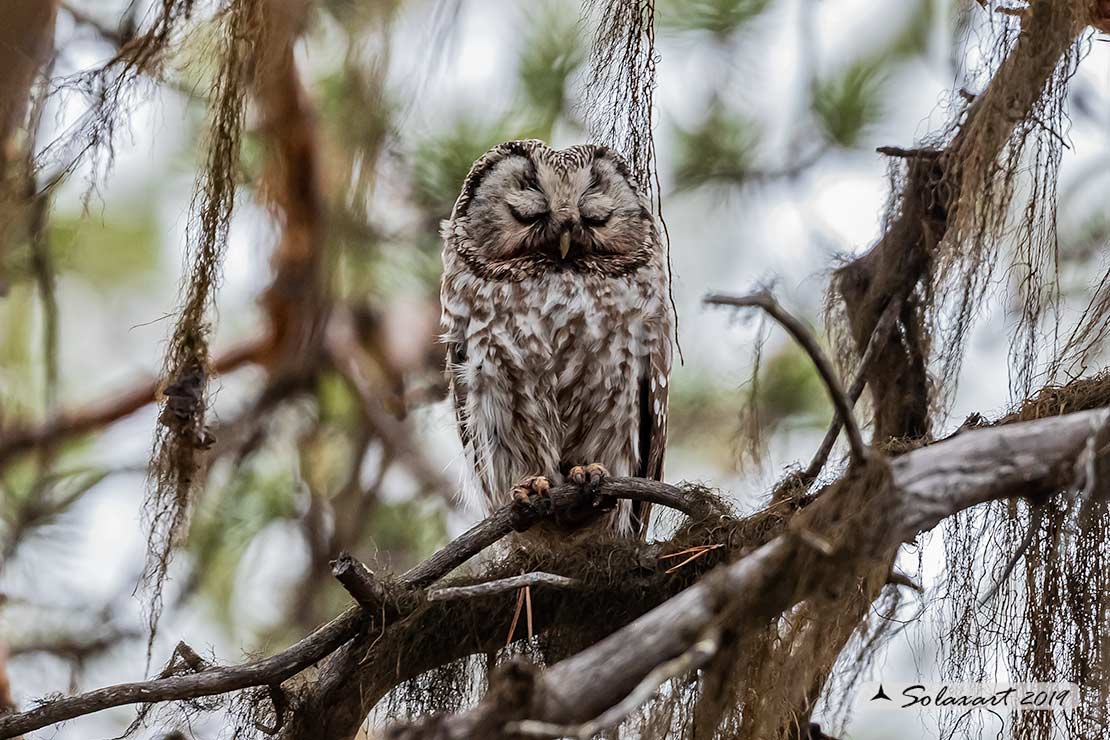 Aegolius funereus - Civetta capogrosso - Boreal owl