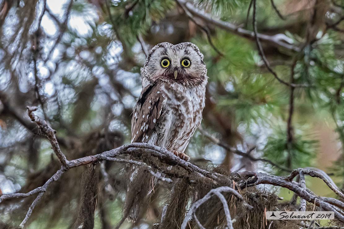 Aegolius funereus - Civetta capogrosso - Boreal owl